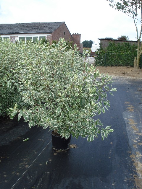 Cornus alba 'Elegantissima'